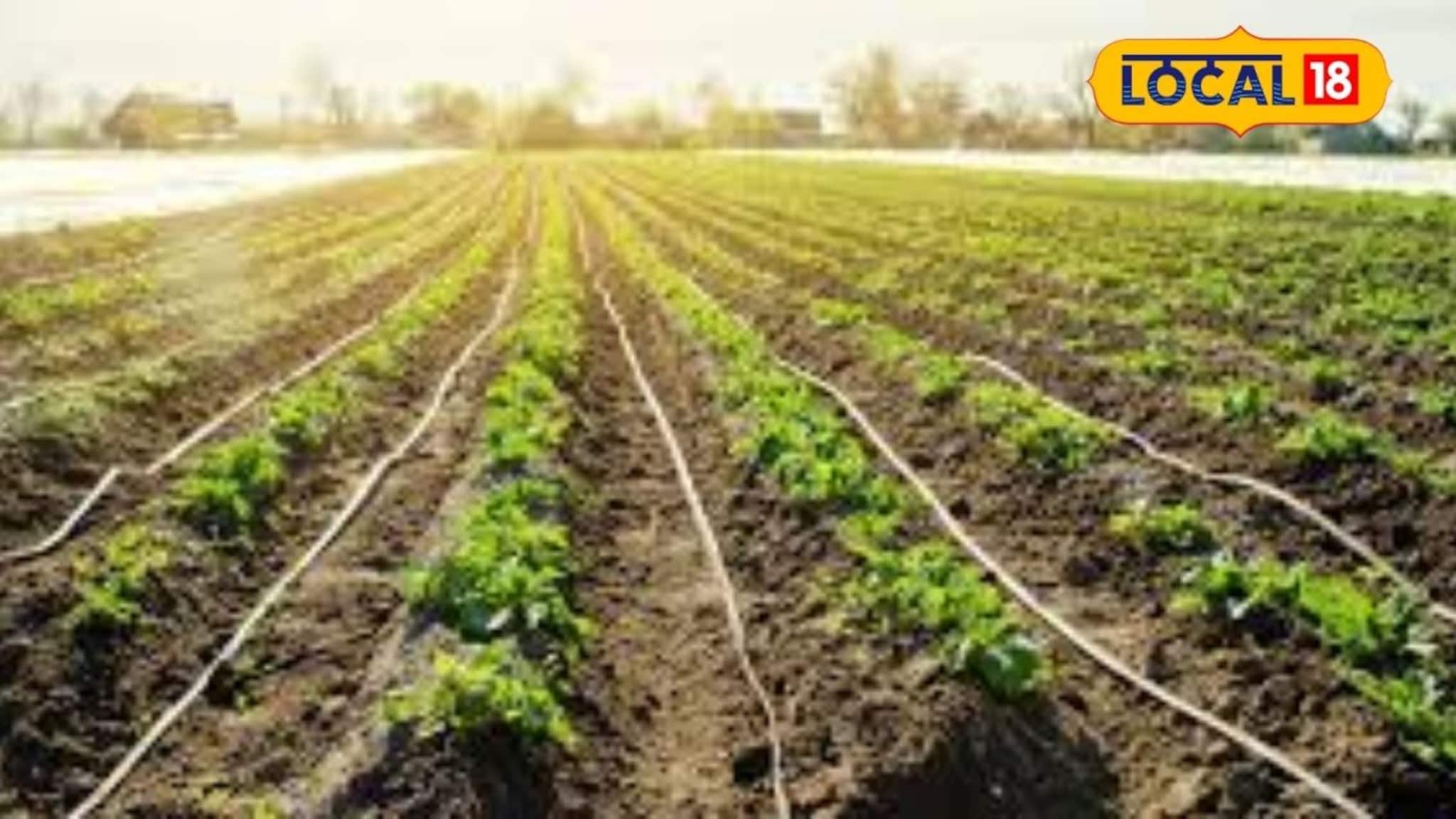 Agriculture News : शेतीत अपयश का येते? कोणत्या होतात व्यावसायिक चुका, कृषी तज्ज्ञांचा मोलाचा सल्ला, Video