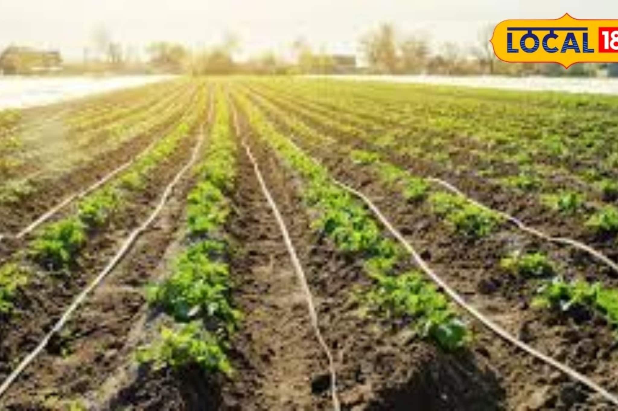 शेतीत अपयश का येते? कोणत्या होतात व्यावसायिक चुका, कृषी तज्ज्ञांचा मोलाचा सल्ला