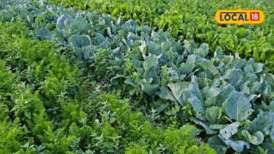 Boost Your Farm Income: 5 Proven Agricultural Experiments for Profit!