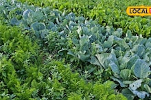 Agriculture News : वातावरण साथ देईना, सारखं होतंय नुकसान? शेतीतले 5 यशस्वी प्रयोग, पैसा घरी येईल चालत! Video