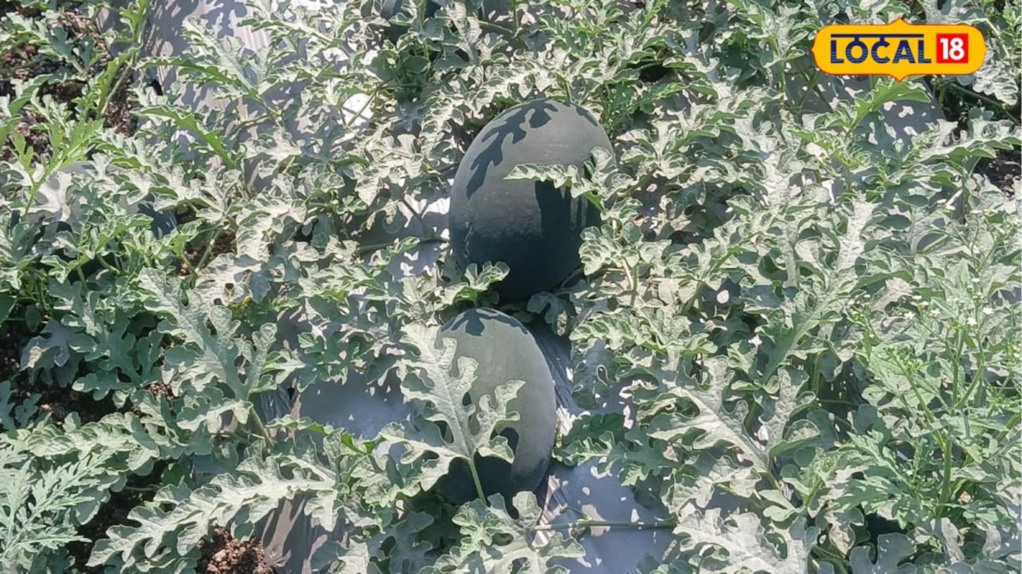 Success Story : तरुण शेतकऱ्याने केला कलिंगडाचा यशस्वी प्रयोग, 65 दिवसांत 5 लाख कमाई