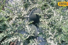 Success Story : तरुण शेतकऱ्याने केला कलिंगडाचा यशस्वी प्रयोग, 65 दिवसांत 5 लाख कमाई