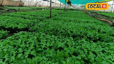 बीड़ के दत्ता सोनावणे की सफलता: 0.5 एकड़ नर्सरी से सालाना 7 लाख की कमाई