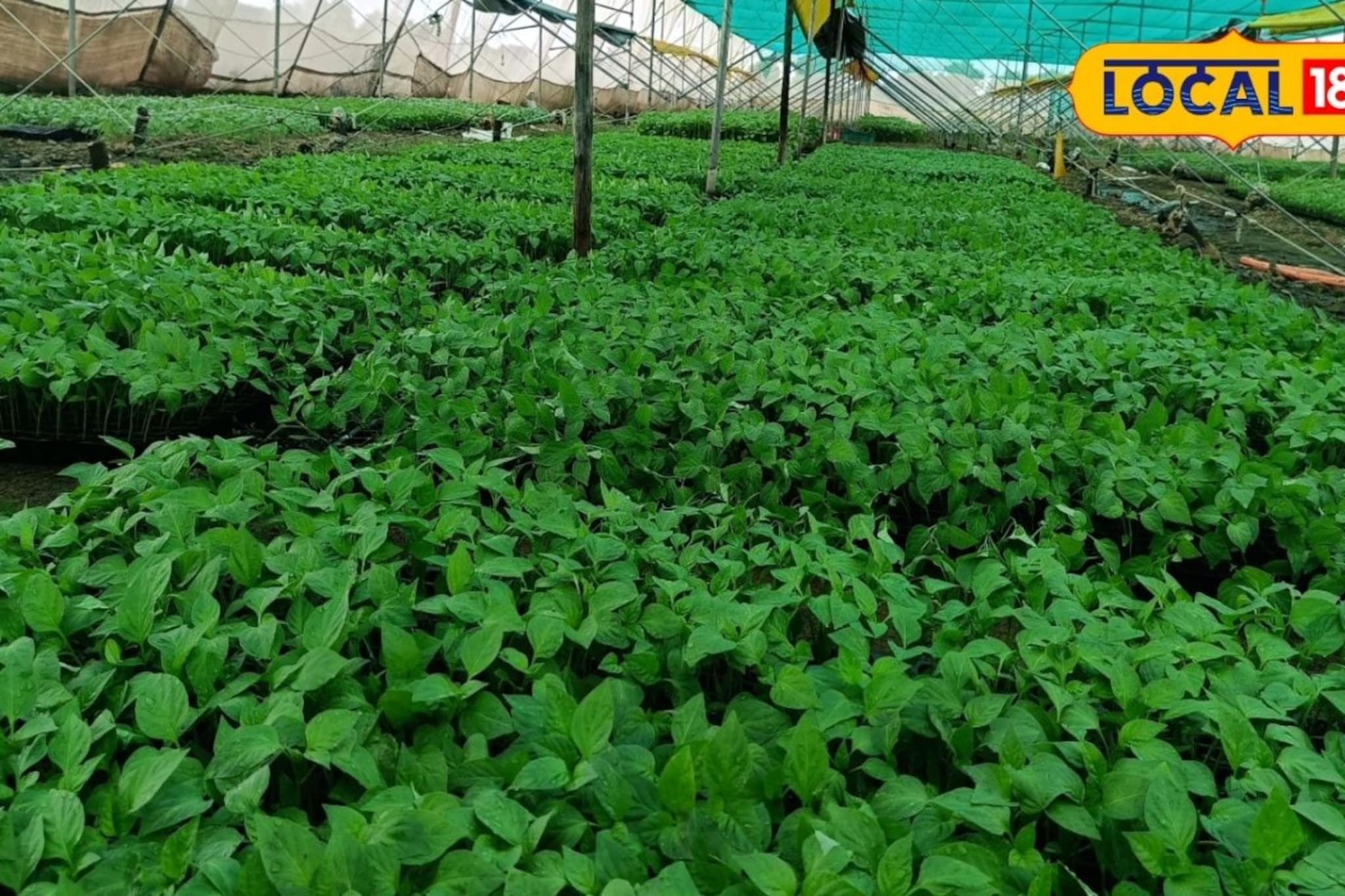 पारंपरिक शेतीला दिला फाटा, 20 गुंठ्यात उभारला नर्सरी व्यवसाय, वर्षाला 7 लाख कमाई