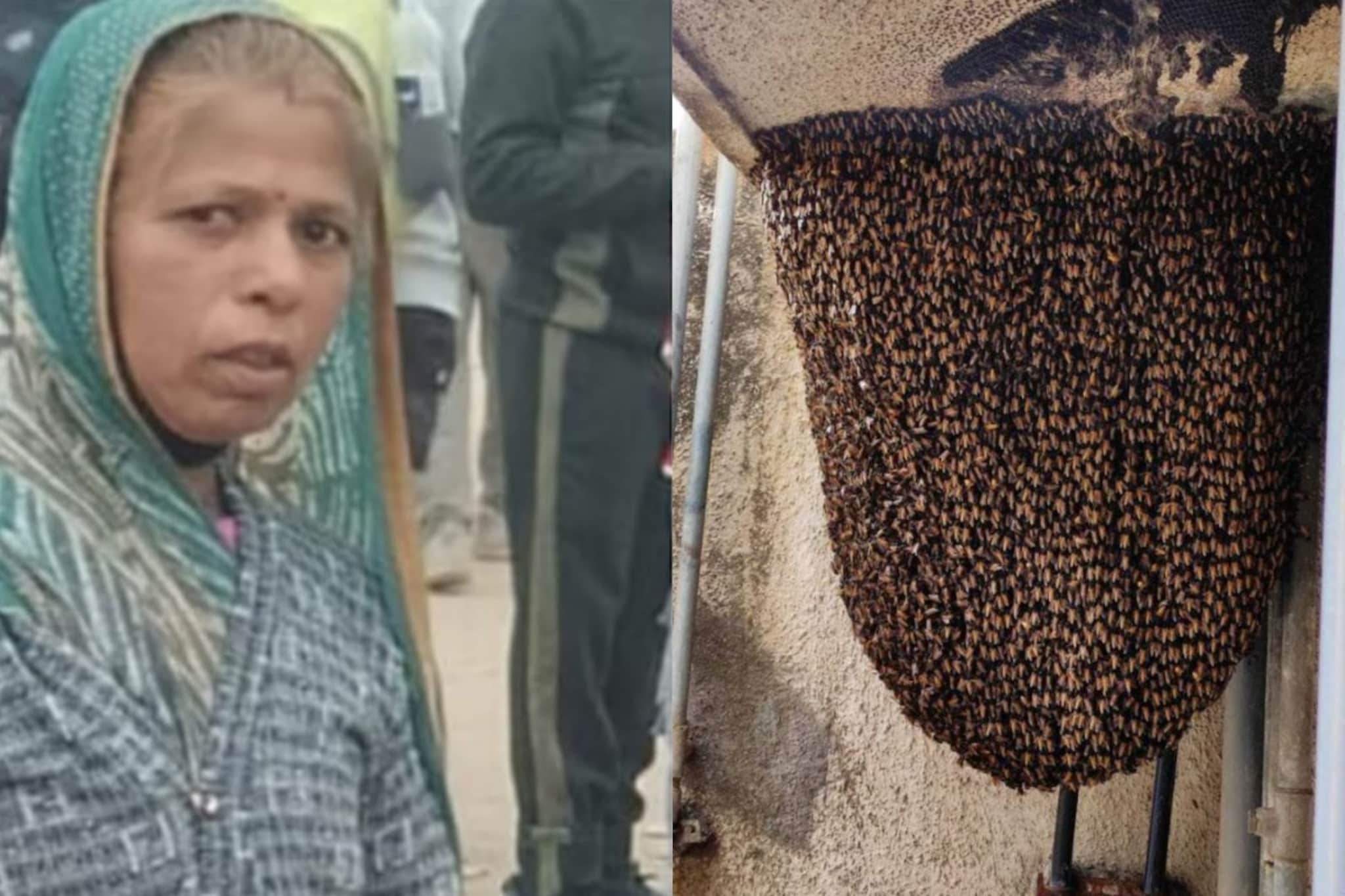 20 लेकरांसाठी कांचनबाई मधमाशांशी लढल्या, शेवटचा मुलाला वाचवून प्राण सोडला!