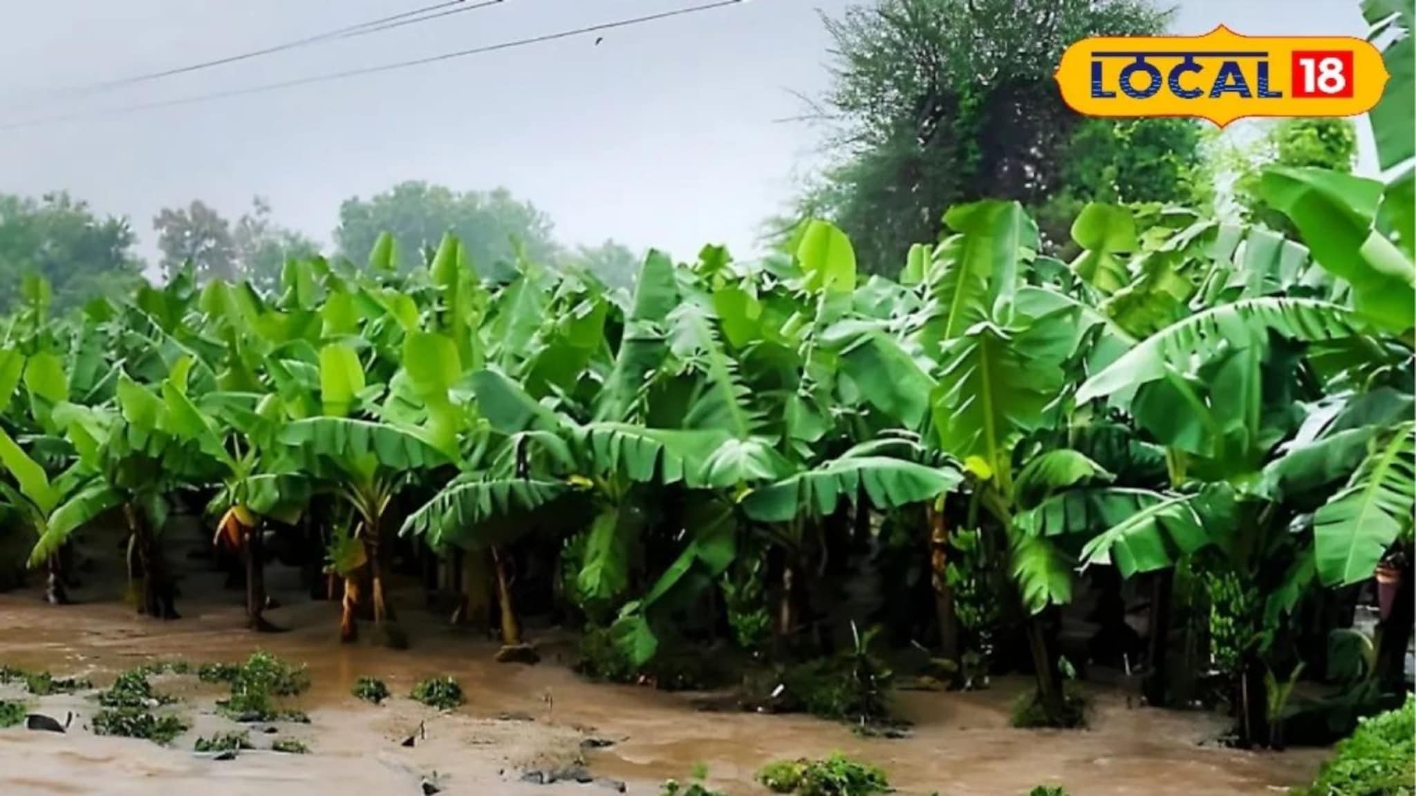 Agriculture: तब्बल 216 कोटींचा ‘केळी’ घोटाळा, उपग्रहानं केला भांडाफोड, कृषी क्षेत्रात खळबळ, काय घडलं?