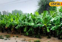 Agriculture: तब्बल 216 कोटींचा ‘केळी’ घोटाळा, उपग्रहानं केला भांडाफोड, कृषी क्षेत्रात खळबळ, काय घडलं?