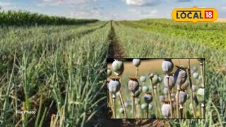 कांद्याच्या शेतीत लावलं ‘पैशाचं’ पीक, प्रकरण अंगलट, बीडच्या शेतकऱ्यावर थेट कारवाई