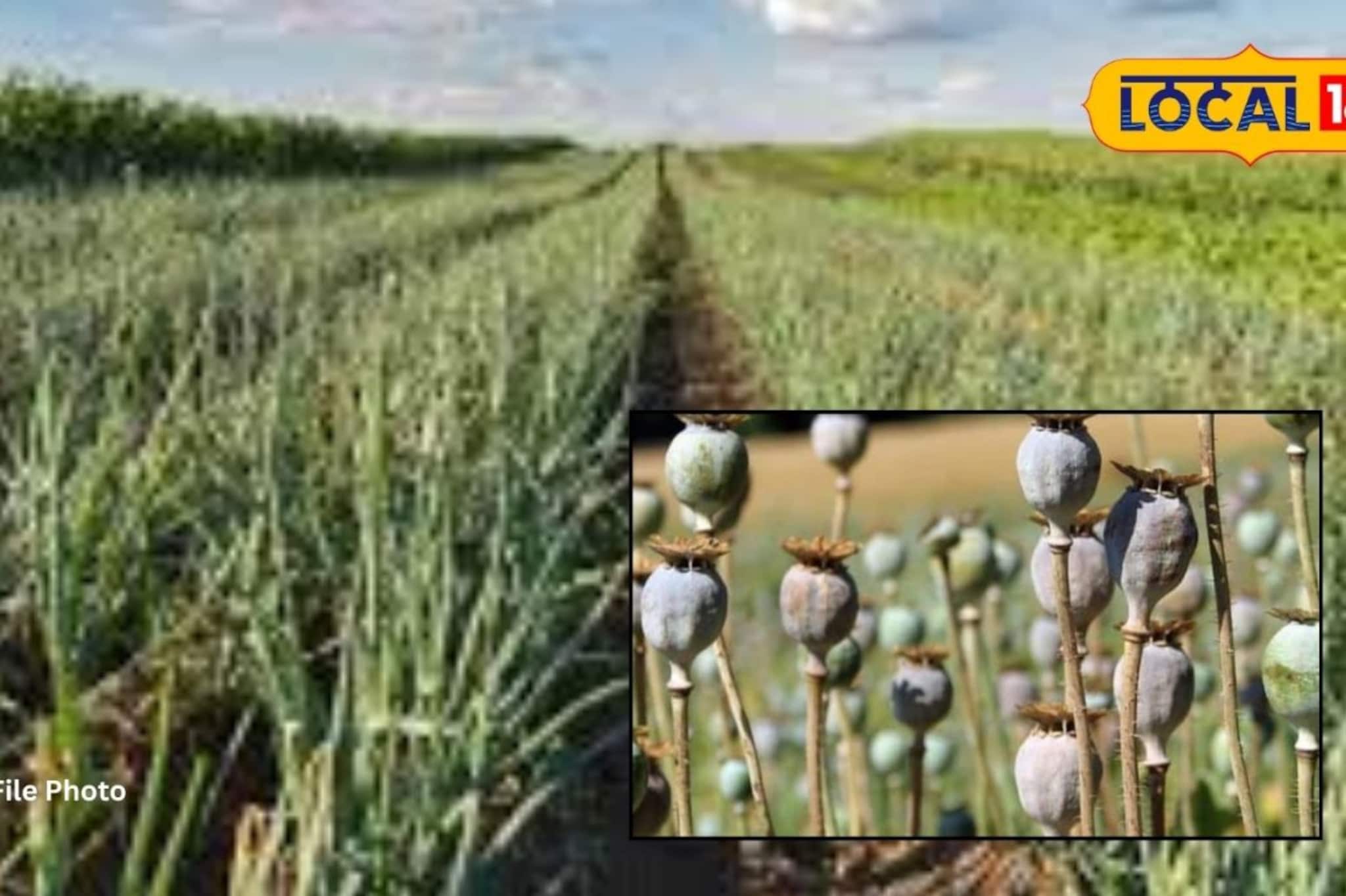 Beed: कांद्याच्या शेतीत लावलं ‘पैशाचं’ पीक, प्रकरण अंगलट, शेतकऱ्यावर थेट कारवाई