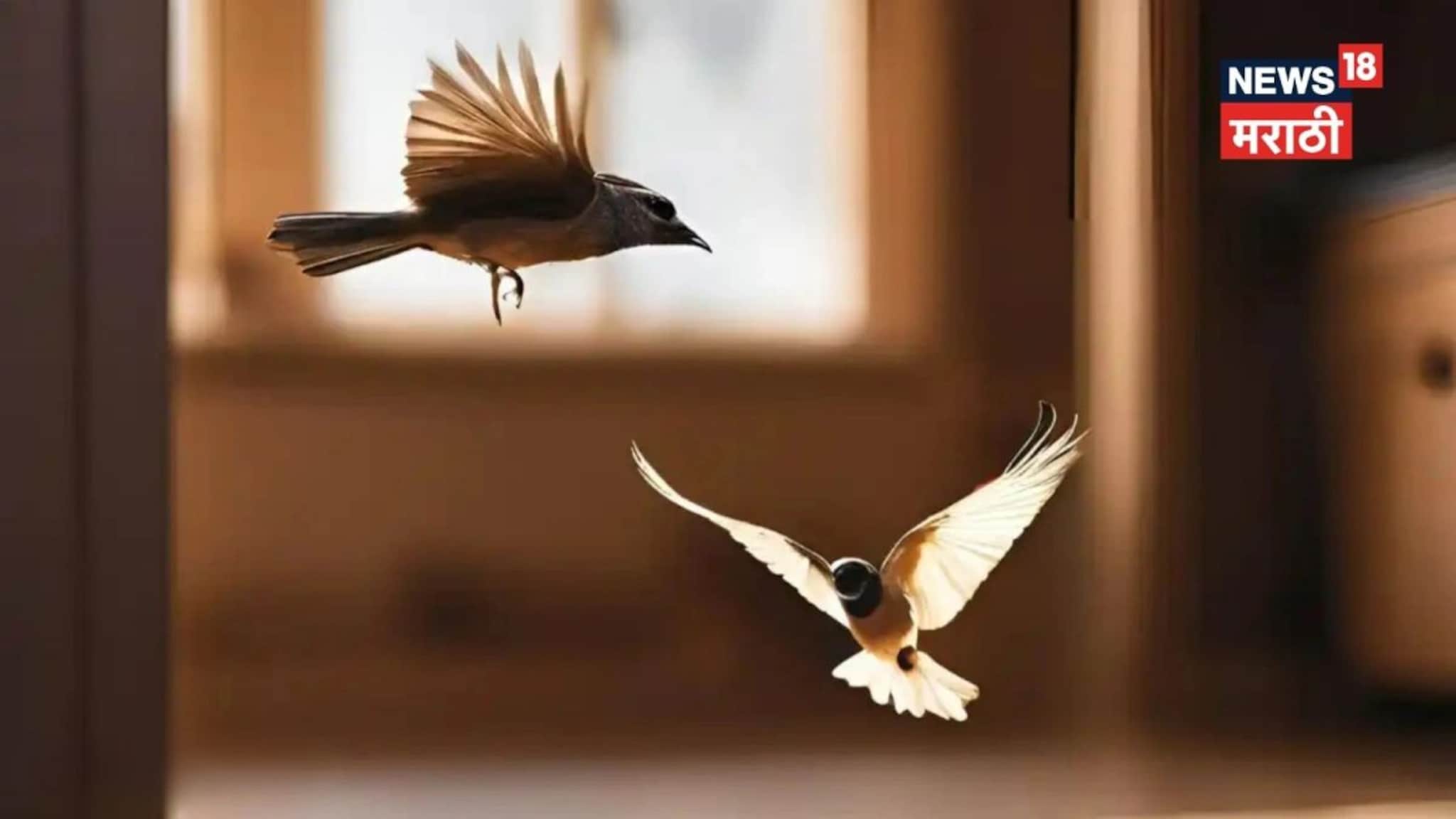 पक्षांचं वारंवार घरात येणं शुभ की अशुभ, कोणाचं येणं संकटांचा इशारा? 'या' पक्षाचं येणं अत्यंत शुभ