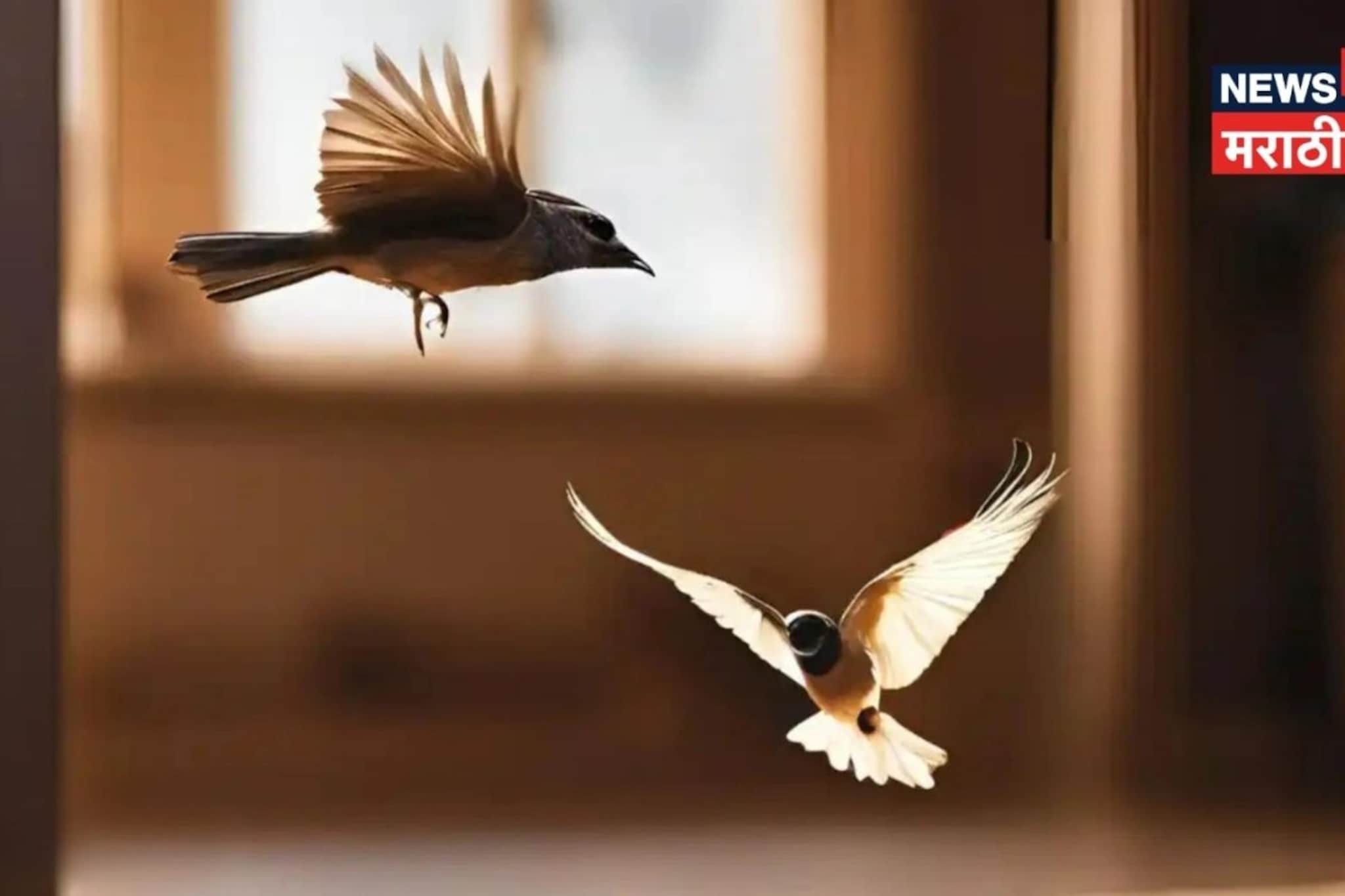 पक्षांचं वारंवार घरात येणं शुभ की अशुभ, कोणाचं येणं संकटांचा इशारा?