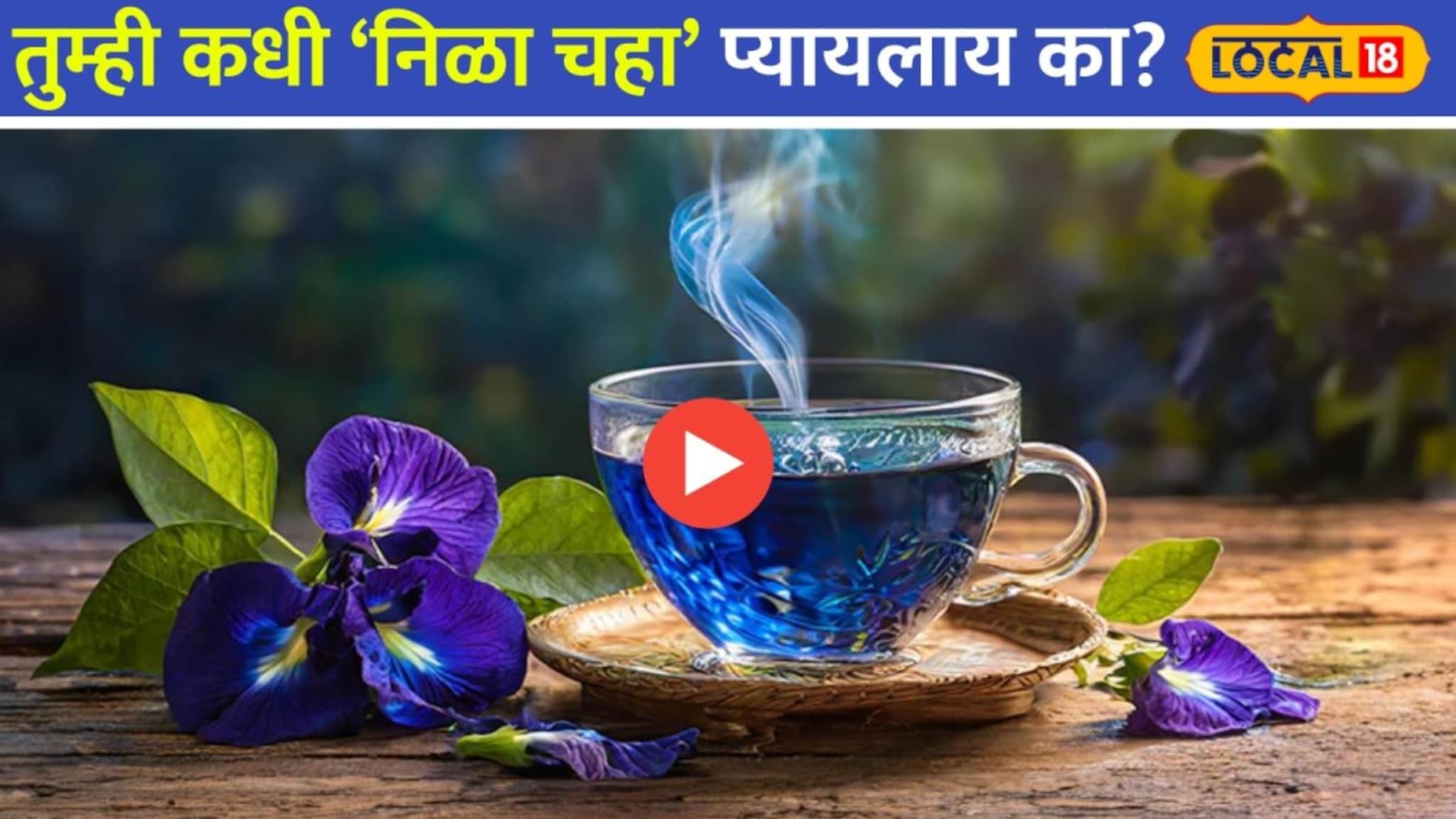 एक कप निळा चहा आणि मेंदू होईल सुपरफास्ट;तज्ज्ञांनी सांगितले फायदे! Video 