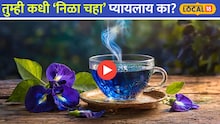एक कप निळा चहा आणि मेंदू होईल सुपरफास्ट;तज्ज्ञांनी सांगितले फायदे! Video 