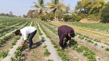 ४ मित्रांनी कमाल केली, ४ एकरात स्ट्रॉबेरी फुलवली, बुलढाण्यात चमत्कार!