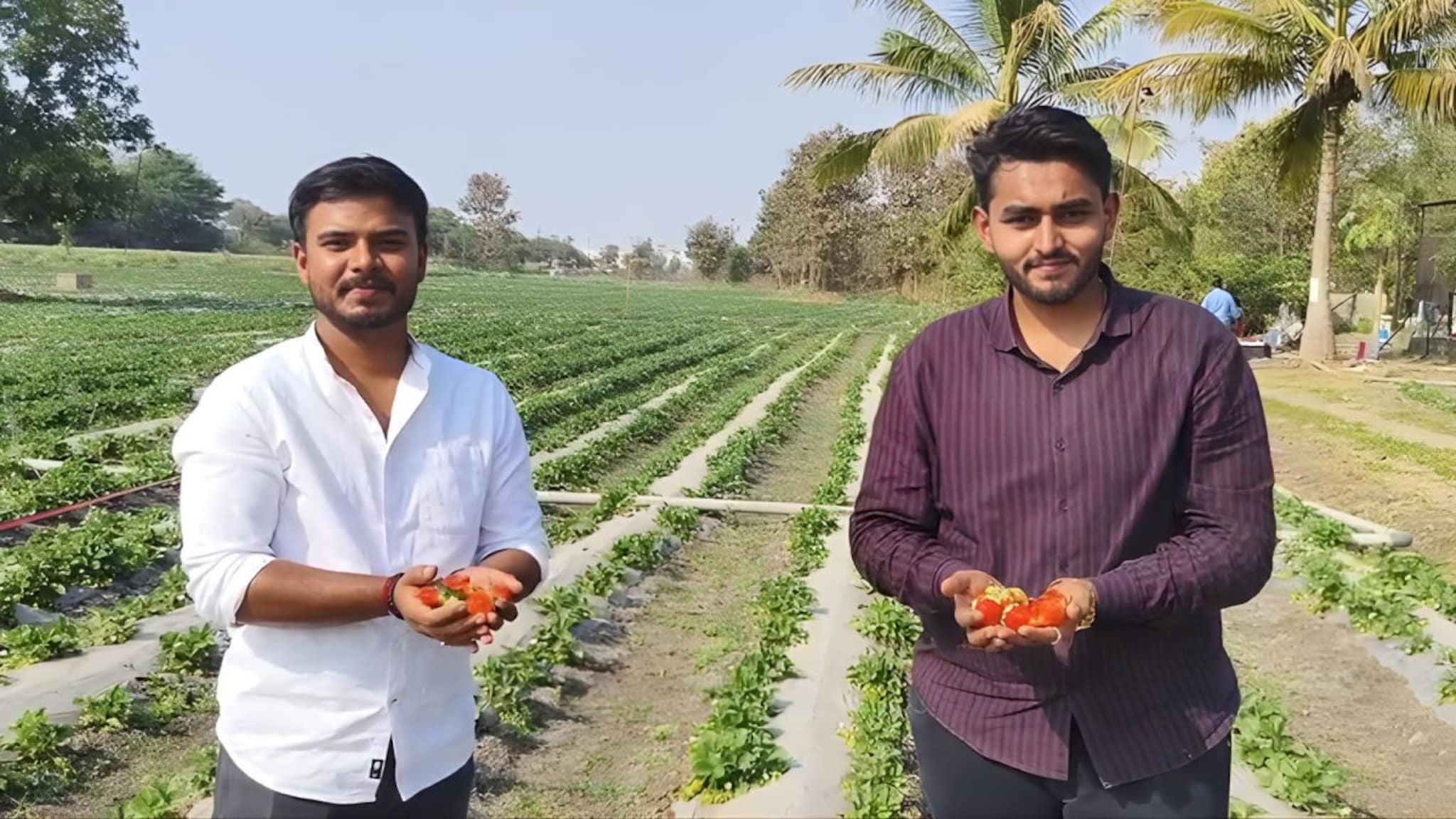 मित्रांनी कमाल केली, ४ एकरात स्ट्रॉबेरी फुलवली, बुलढाण्यात चमत्कार! ६० लाखांच्या उत्पन्नाची अपेक्षा