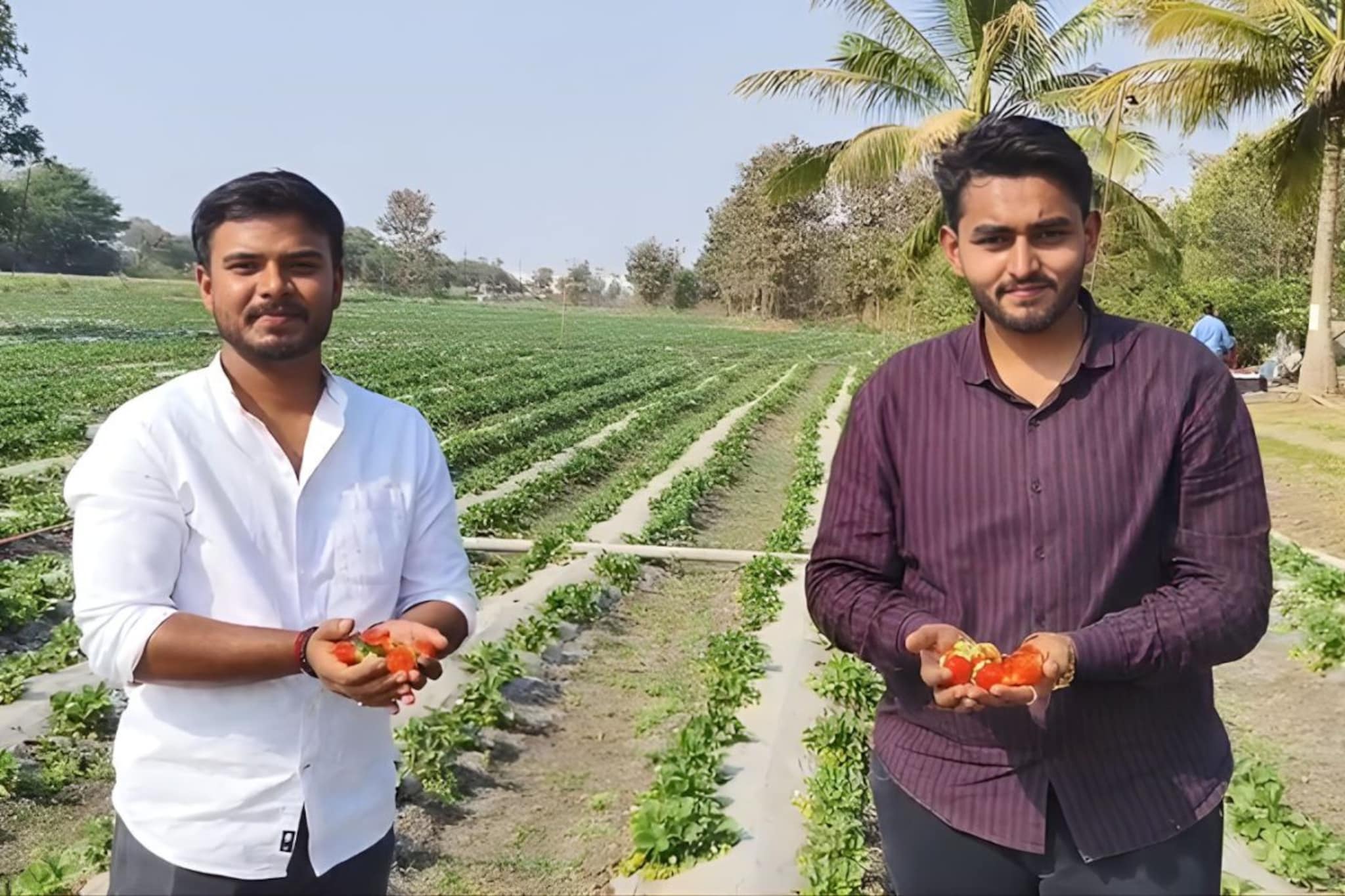 ४ मित्रांनी कमाल केली, ४ एकरात स्ट्रॉबेरी फुलवली, बुलढाण्यात चमत्कार!
