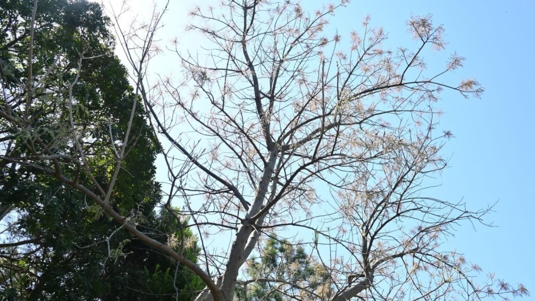 हे झाड नाही ATM; फांदी-साल विकून येतो पैसा, वजन कमी करण्यासाठी रामबाण