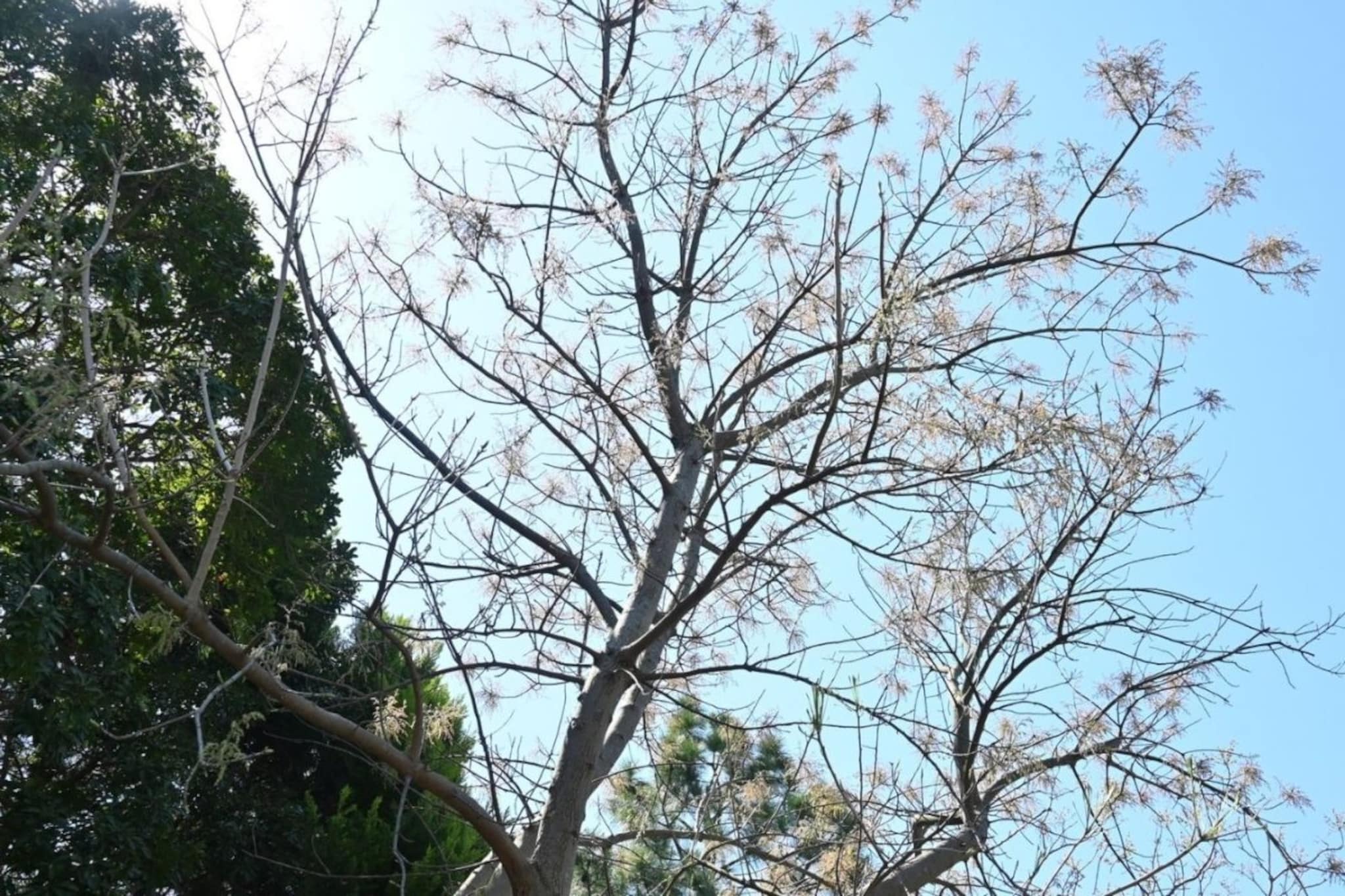 हे झाड नाही ATM; फांदी-साल विकून येतो पैसा, वजन कमी करण्यासाठी रामबाण