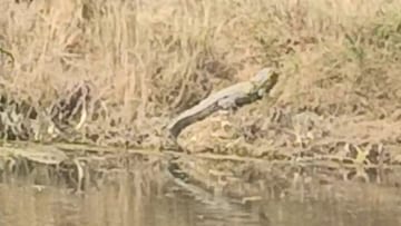 Photo: भीमा नदीत 20 फुटांची मगर, पंढरपूरमध्ये खळबळ, शेतकऱ्यांमध्ये दहशत