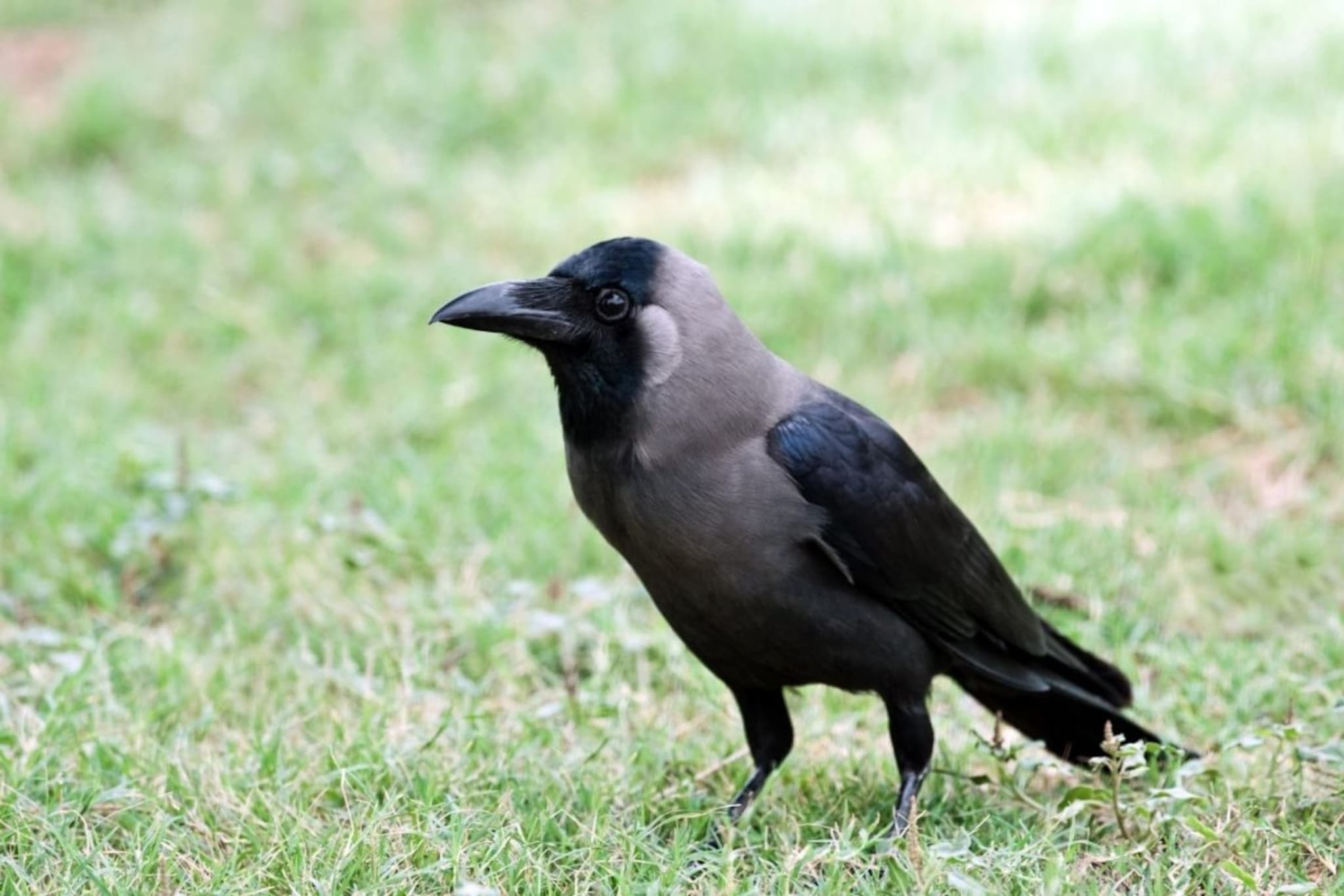 खिडकीत कावळा कावकाव करतोय...हे अशुभ की अशुभ संकेत? ज्योतिषशास्त्रात काय आहे अर्थ