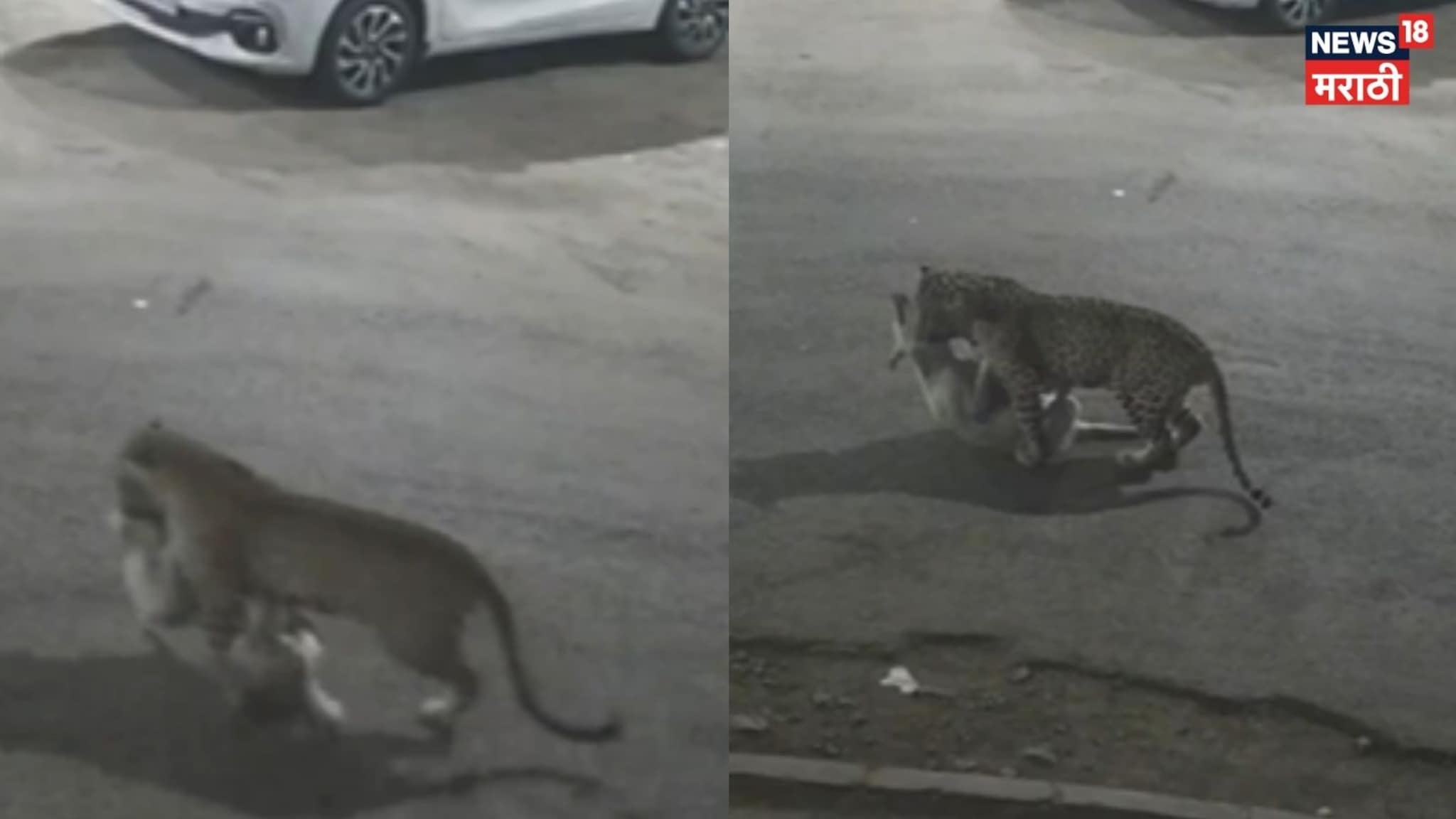 Video : मुलुंडमध्ये बिबट्याचा वावर, श्वानाची केली शिकार,थराराक CCTV Video : मुलुंडमध्ये बिबट्याचा वावर, श्वानाची केली शिकार,थराराक CCTV