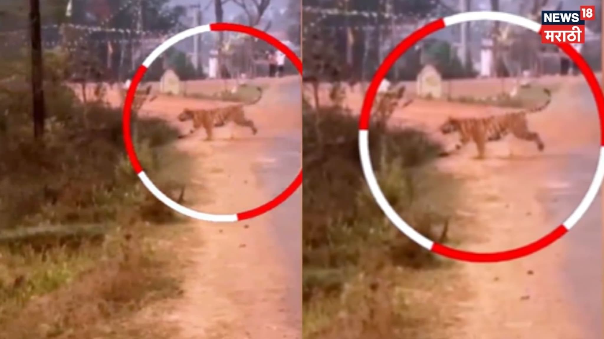 Video : चंद्रपुराच्या बसस्थानकात पट्टेरी वाघाने रस्त्यावर धाव घेतली, नागरिकांची तारांबळ उडाली