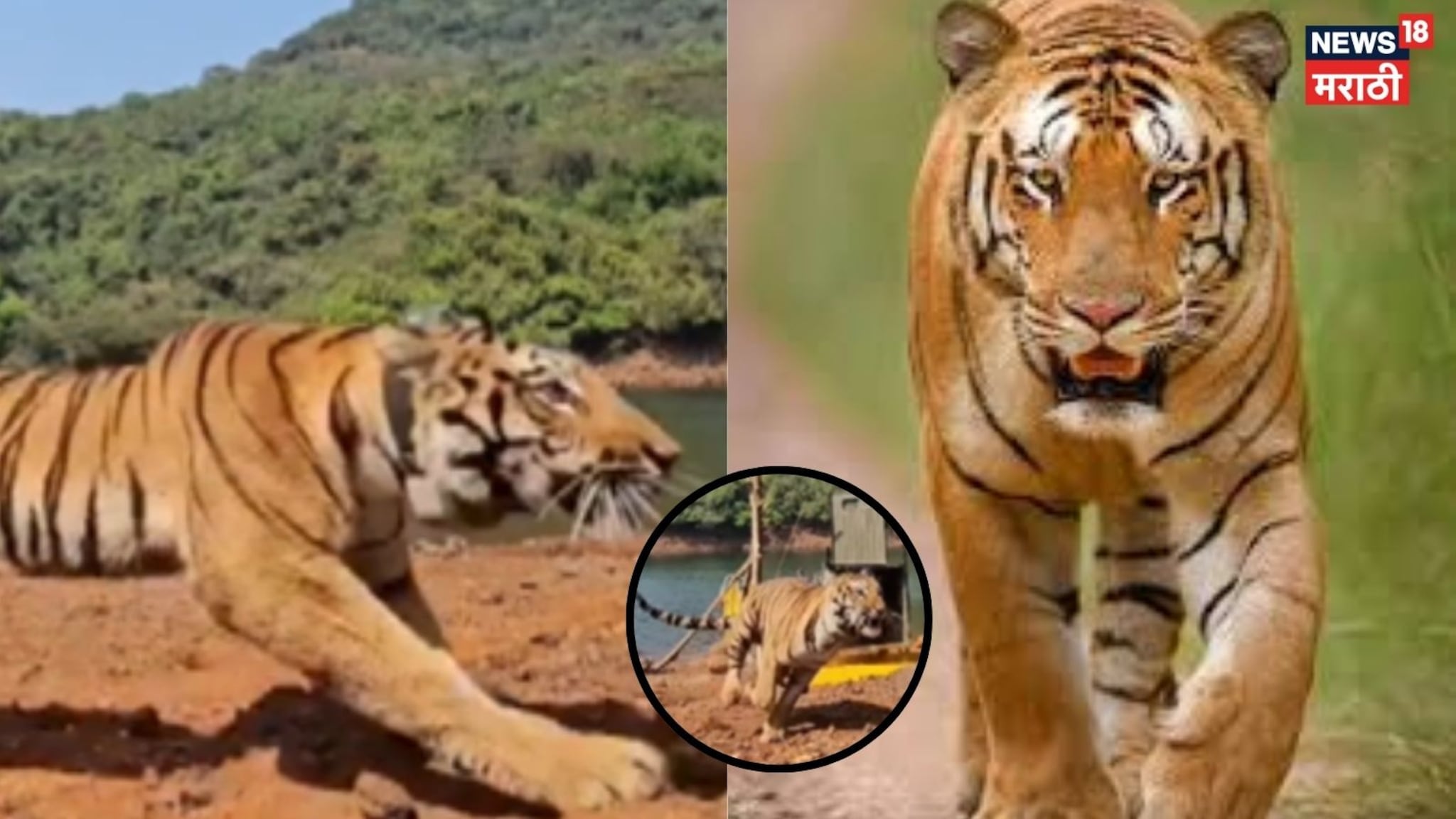 Video : चंदा, तारानंतर आता 'हिरकणी' वाघीण सह्याद्रीत दाखल, पेंच व्याघ्र प्रकल्पातून स्थलांतर