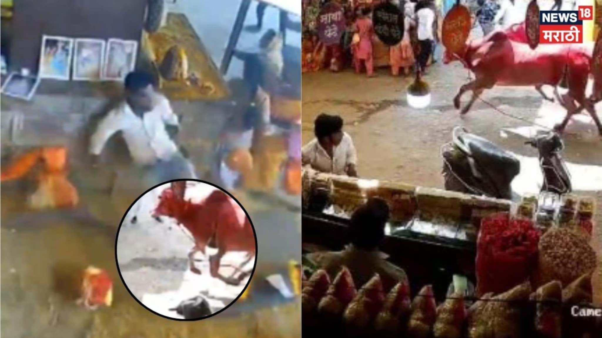  Video: जेजुरी गडावरचा बैल सैरावैरा पळाला, भाविकांनी भीतीने धुम ठोकली