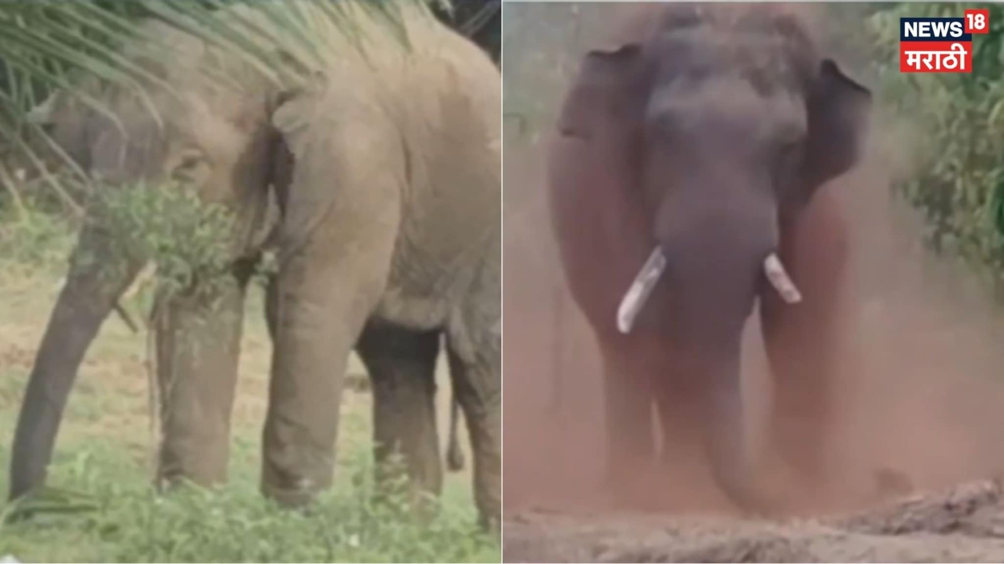  Video: सिंधुदुर्गच्या घोटगे गावात टस्करी हत्तीचा धुमाकुळ, काजूच्या बागेत 6 हत्तींचा कळप