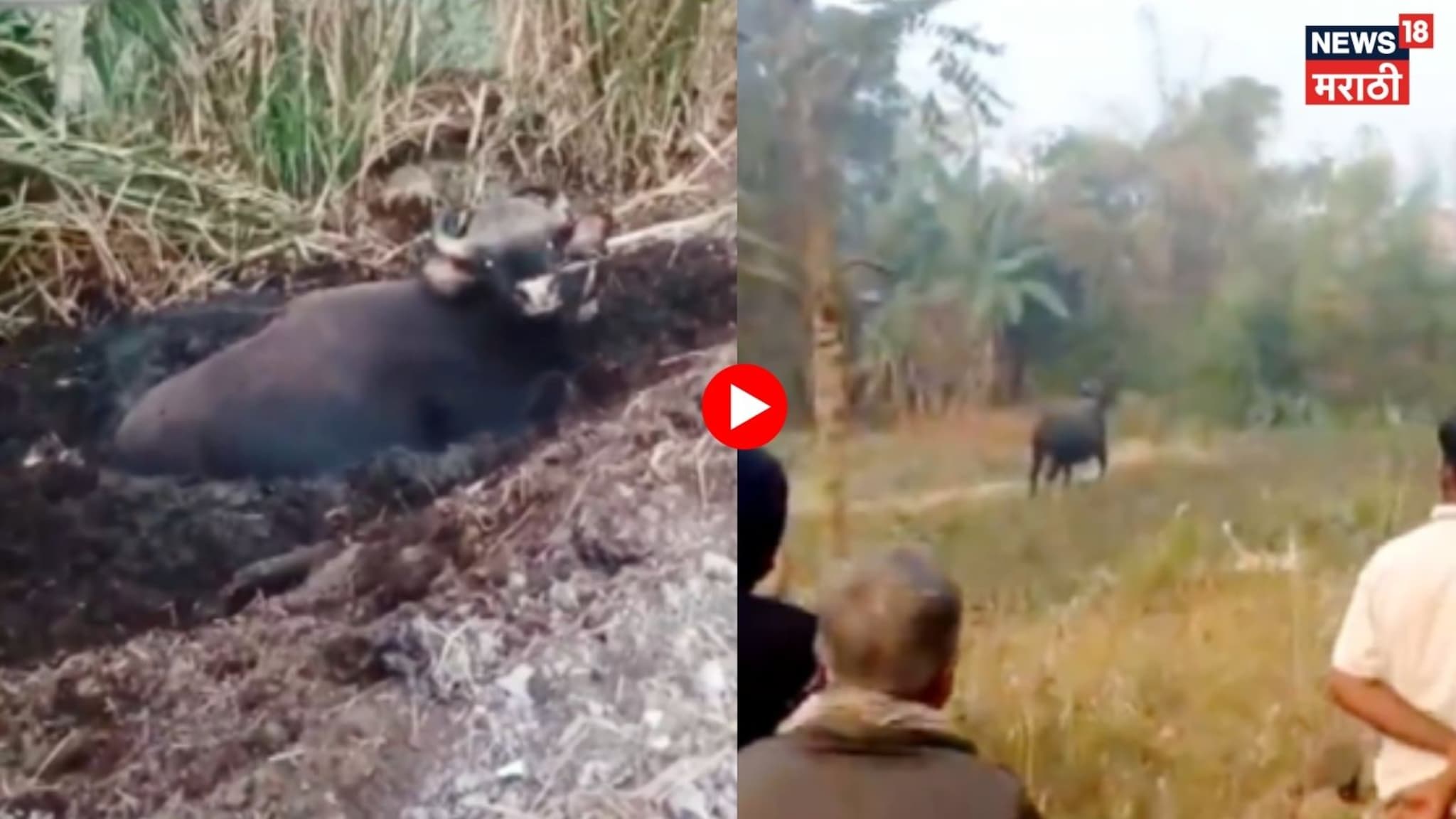 Satara : गावात शिरला रानगवा, ग्रामस्थांची भीतीनं पळापळ, Video  