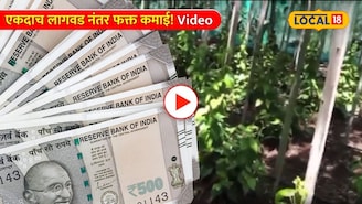 Video: एकदाच लागवड नंतर फक्त कमाई! 'या' शेतीतून शेतकरी होतील मालामाल   
