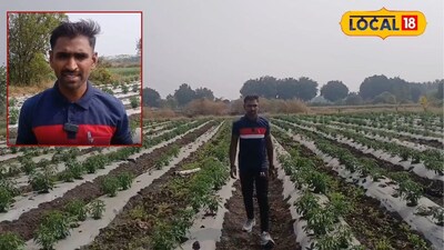 पुणे-मुंबईचा नाद सोडला अन् थेट गाव गाठलं, अर्ध्या एकरात लावलं हे पिक, 3 महिन्यात लखपती, Video