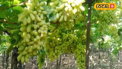 Pomegranate Prices Soar to 13000/Quintal, Ginger Improves, Grapes Vary