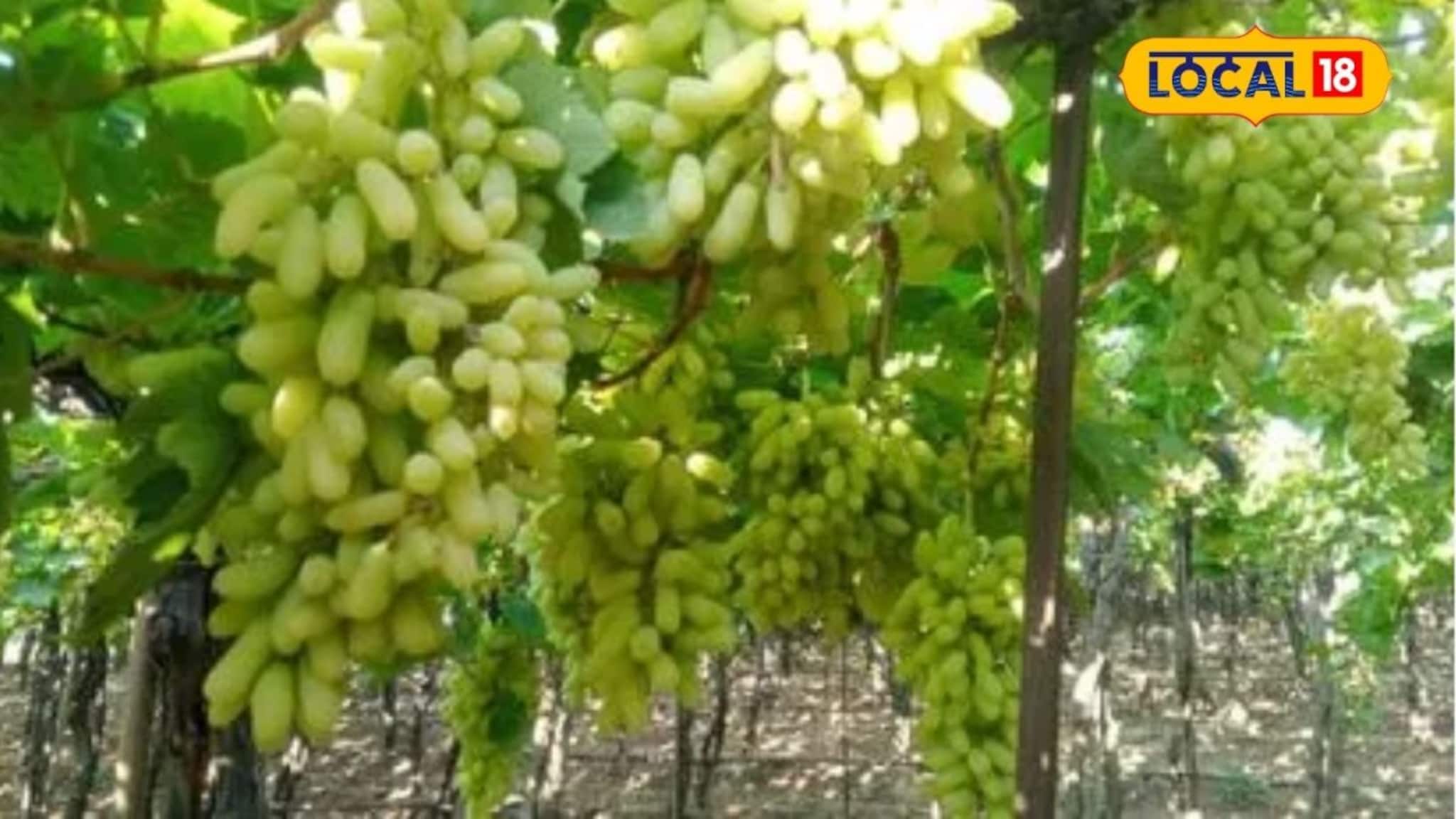 APMC Market: डाळिंबला 13000 रुपये प्रतिक्विंटल भाव, आल्याचे दरही सुधारले, द्राक्षाची काय स्थिती?