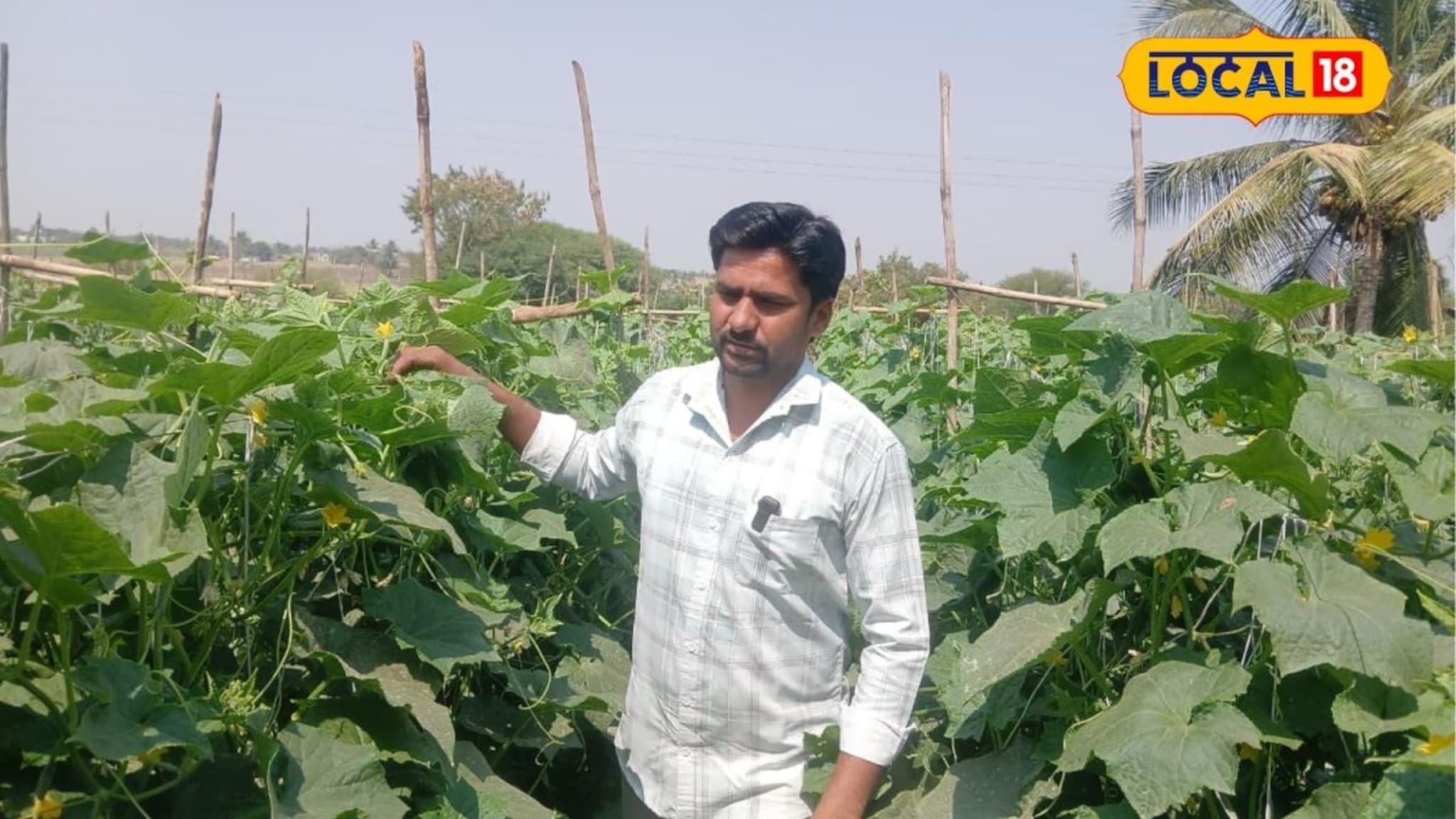 Farmer Success: नोकरी परवडेना, शिक्षकानं थेट राजीनामा दिला अन् शेत गाठलं, 65 दिवसांत मालामाल