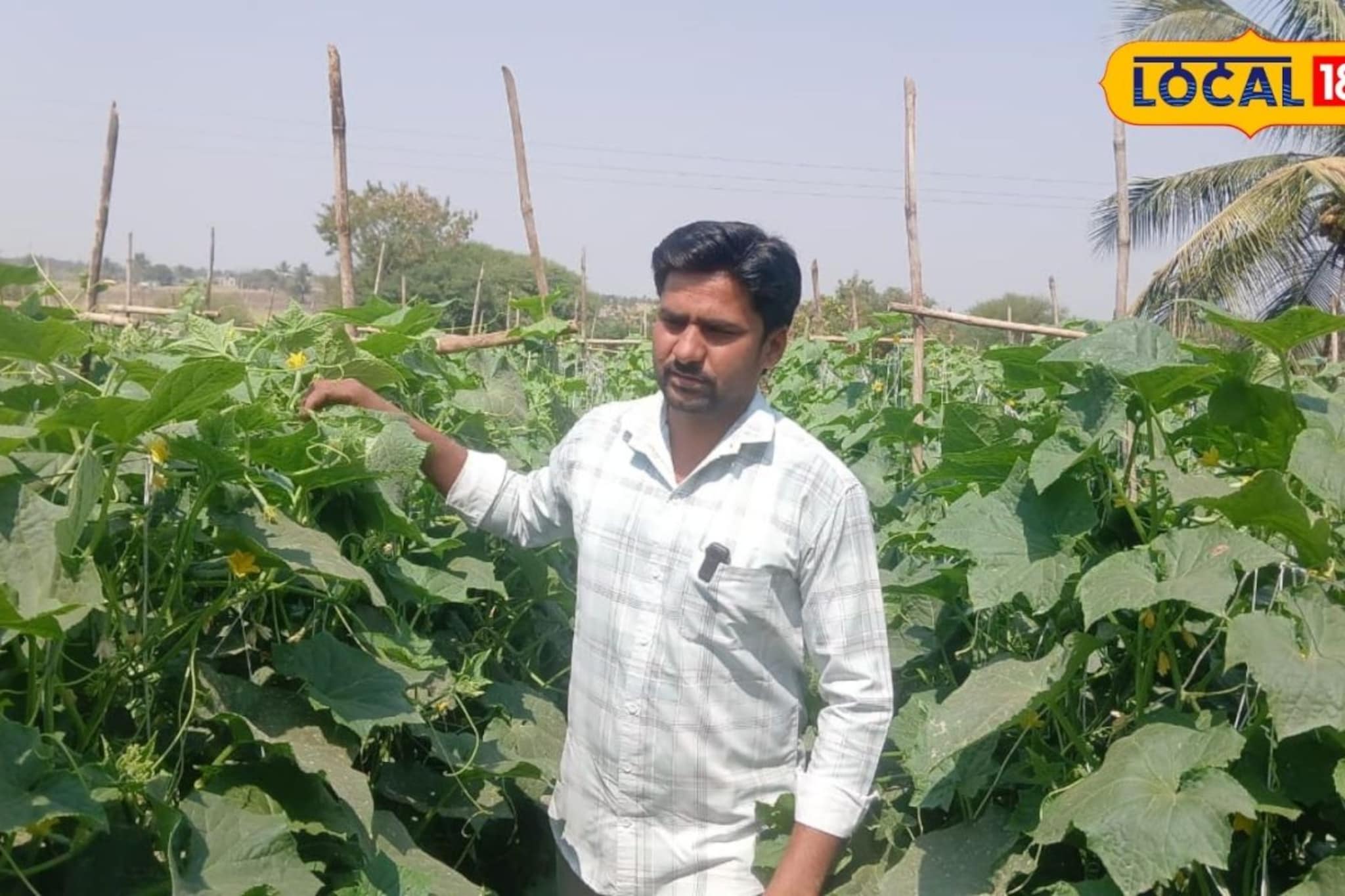 नोकरी परवडेना, शिक्षकानं थेट राजीनामा दिला अन् शेत गाठलं, 65 दिवसांत मालामाल नोकरी परवडेना, शिक्षकानं थेट राजीनामा दिला अन् शेत गाठलं, 65 दिवसांत मालामाल