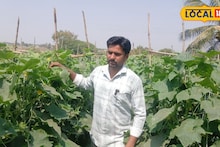 Farmer Success: नोकरी परवडेना, शिक्षकानं थेट राजीनामा दिला अन् शेत गाठलं, 65 दिवसांत मालामाल