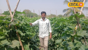 नोकरी परवडेना, शिक्षकानं थेट राजीनामा दिला अन् शेत गाठलं, 65 दिवसांत मालामाल नोकरी परवडेना, शिक्षकानं थेट राजीनामा दिला अन् शेत गाठलं, 65 दिवसांत मालामाल