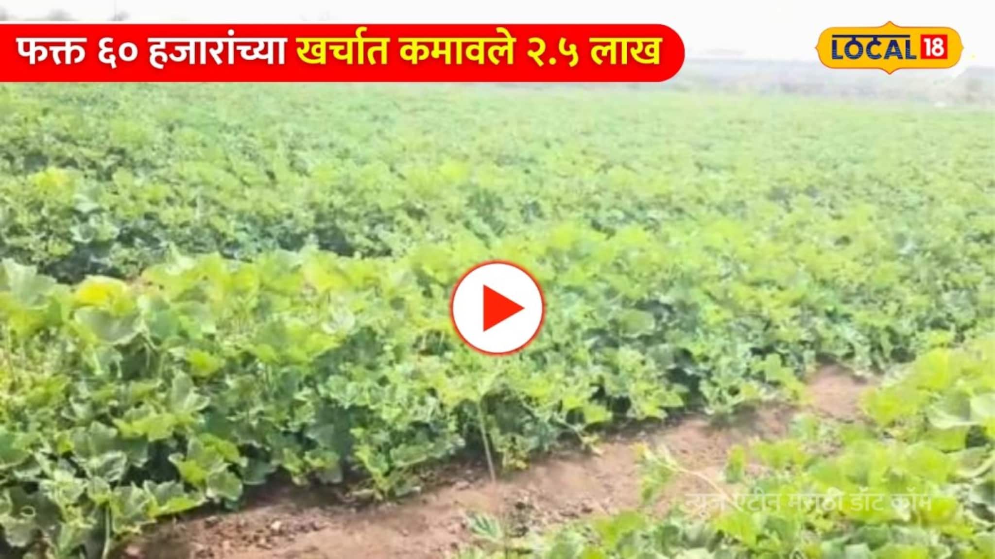 Video: सोलापूरच्या तरुणाने १ एकरात पिकवलं सोनं! फक्त ६० हजारांच्या खर्चात कमावले २.५ लाख