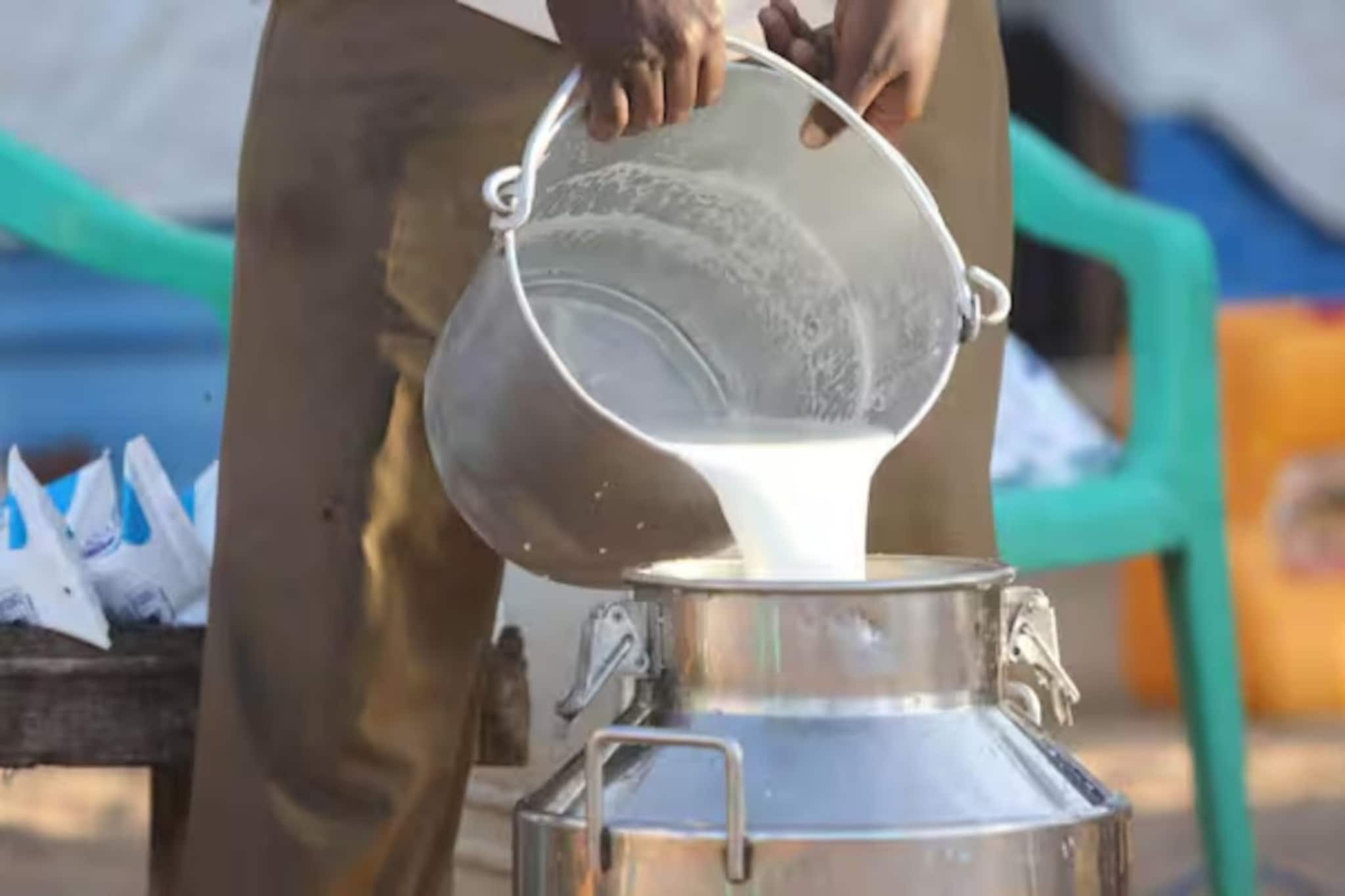 दूध आहे की विष? गोठ्यातच भेसळीचे रॅकेट उघड; तिघांना अटक