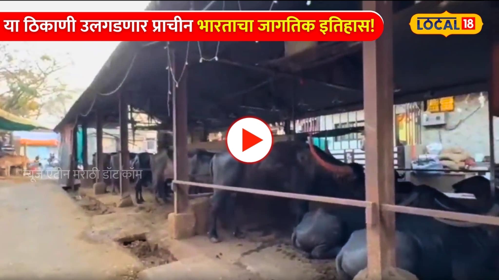 हजारो लीटर ताज्या दूधाचा पुरवठा करणारा, हा आहे पुण्यातील सगळ्यात मोठा 'गवळीवाडा'! हजारो लीटर ताज्या दूधाचा पुरवठा करणारा, हा आहे पुण्यातील सगळ्यात मोठा 'गवळीवाडा'!