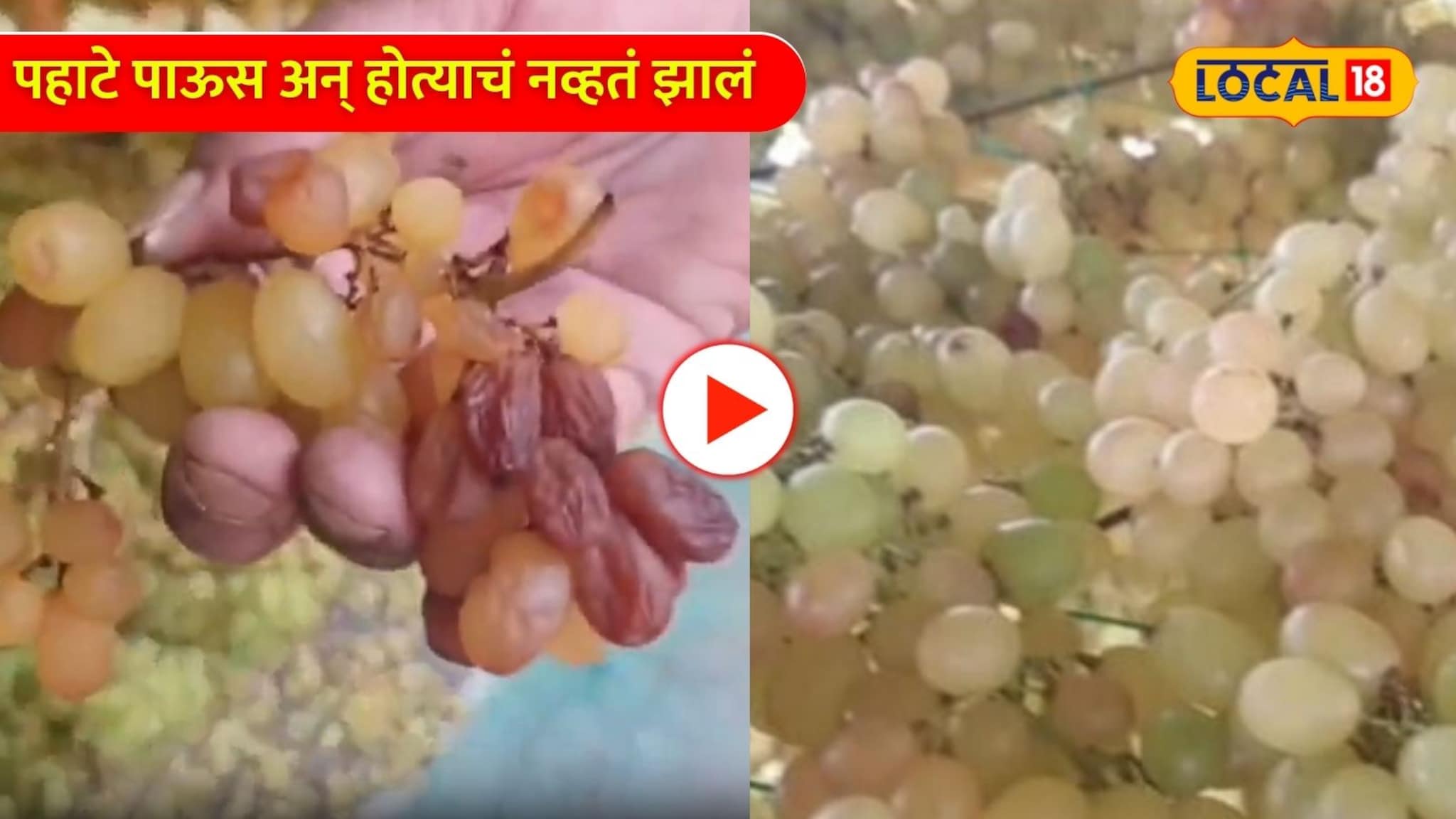 Video:  25 लाख रुपयांच्या द्राक्ष बागेवर पावसाने वरवंटा! शेतकऱ्याची पंचनाम्याची मागणी!