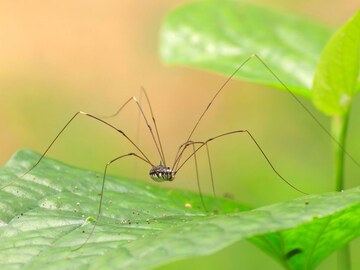 कोळ्यांची जाळी वाढतयंत? या 5 ट्रिक्सने राहतील घरापासून दूर! सोपे उपाय ट्राय करा