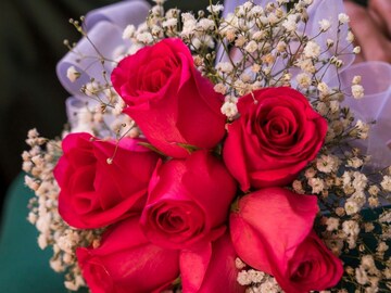 जितके रंग तितकेच वेगळे अर्थ! आजच्या खास दिवशी कोणाला कोणता गुलाब द्याल?