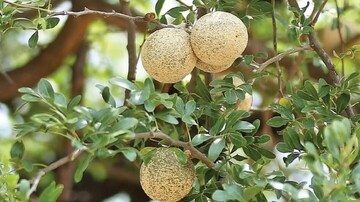 उपवास केला तरी अपूर्ण राहतील इच्छा, जर महाशिवरात्रीला खाल्लं नाही 'हे' फळ!