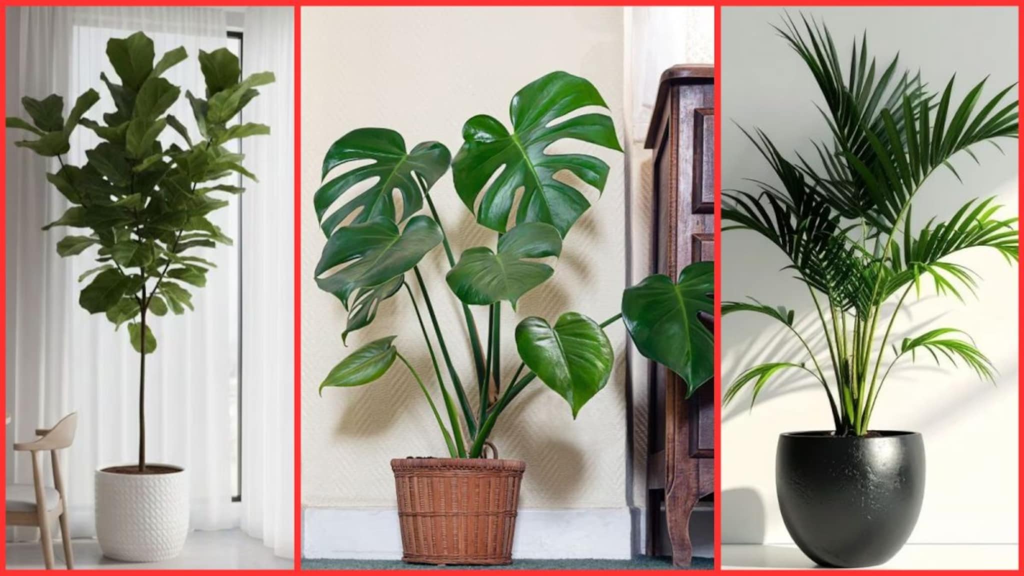 Luxury Plants : घराला लक्झरी लुक द्यायचाय? 'ही' 5 सुंदर रोपं अगदी कमी बजेटमध्ये तुमचं घर करतील रिफ्रेश!