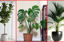 Luxury Plants : घराला लक्झरी लुक द्यायचाय? 'ही' 5 सुंदर रोपं अगदी कमी बजेटमध्ये तुमचं घर करतील रिफ्रेश!