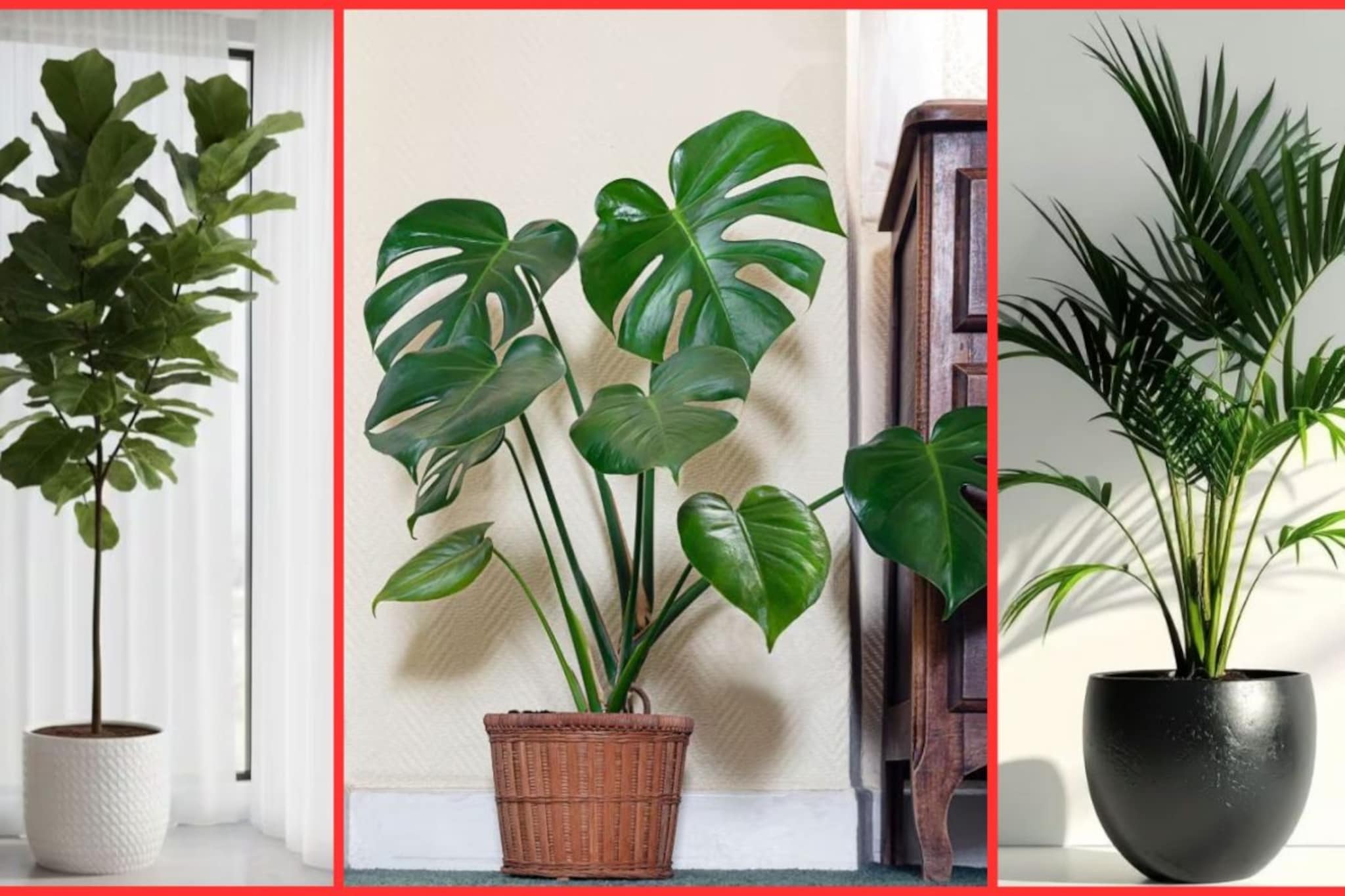 घराला लक्झरी लुक द्यायचाय? 'ही' 5 रोपं अगदी कमी बजेटमध्ये तुमचं घर करतील रिफ्रेश