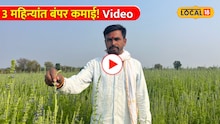 3 महिन्यांत बंपर कमाई! जालन्यातील शेतकऱ्याचा 'चिया सीड' शेतीचा भन्नाट प्रयोग! Video