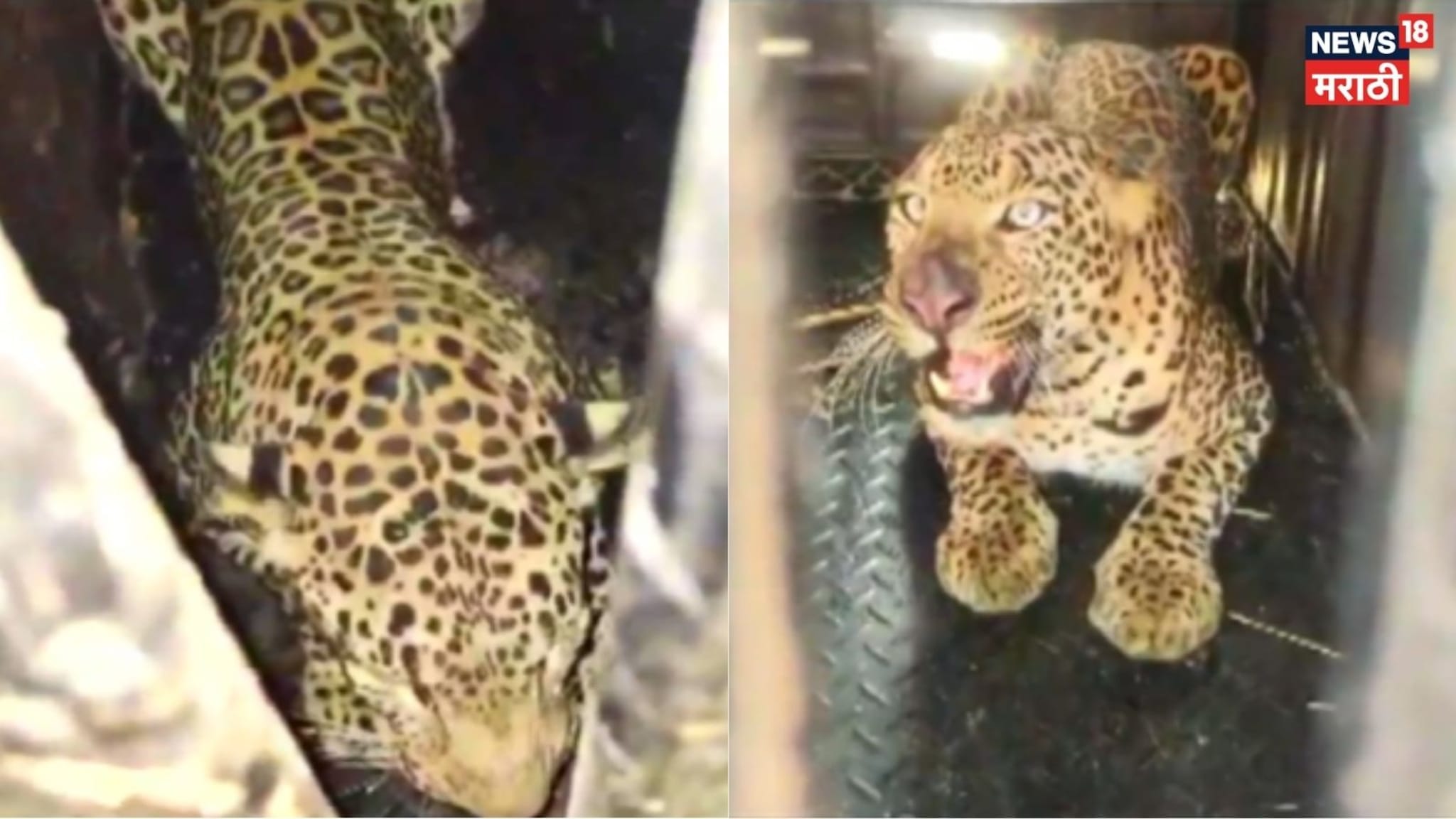 Video: पुण्याच्या शिरुरमध्ये 6 वर्षाची मादी बिबट पिंजऱ्यात जेरबंद 